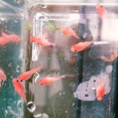 🐟メダカ　紅帝 ダルマ体型 6匹　オスメス無選別　②