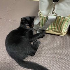 猫探してます