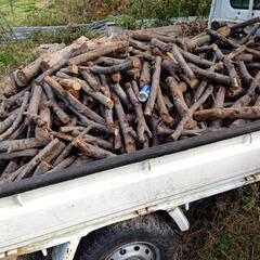 薪広葉樹ニレゲヤキ