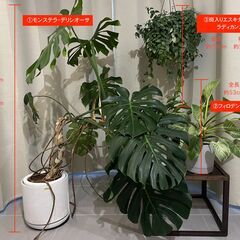 観葉植物3点セット 購入価格3万4千円相当を2万円でお譲りします...