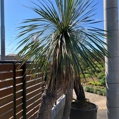 セール年末まで。ユッカロストラータ特大サイズ鉢下から2.7メートル。配送可能！