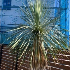 セール年末まで。ユッカロストラータ特大サイズ鉢下から2.7メートル。配送可能！