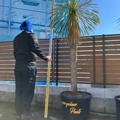 セール年末まで。ユッカロストラータ特大サイズ鉢下から2.7メートル。配送可能！