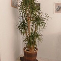 大きな観葉植物　ドラセナ　約180cm【大幅値下げ】
