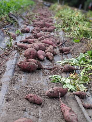 受付終了間近 あと1グループのみ 京都大原でさつまいも堀り体験 11月5日開催焼き芋のお土産つき マオリ 京都 のその他のイベント参加者募集 無料掲載の掲示板 ジモティー 受付終了間近 あと1グループのみ 京都大原でさつまいも堀り体験 11月5日開催焼き芋のお土産つき マオリ 京都 のその他のイベント参加者募集 無料掲載の掲示板 ジモティー