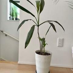 観葉植物④ 高さ85cm