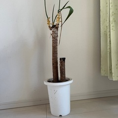 観葉植物　約90cm