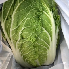 野菜　白菜