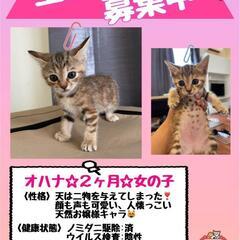 すごく可愛いですよー‼️2ヶ月猫♀️トライアル中