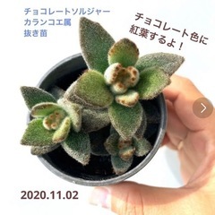 【お洒落！】多肉植物チョコレートソルジャー　抜き苗