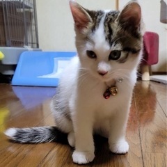 白キジ　子猫　オス　生後2ヶ月　