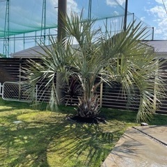 新年セール！ココスヤシ、お手頃ココスヤシラスト一本！！配送費＋植え込み費コミコミ！