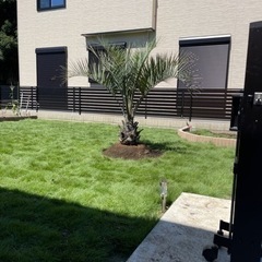 新年セール！ココスヤシ、お手頃ココスヤシラスト一本！！配送費＋植え込み費コミコミ！