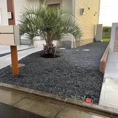 新年セール！ココスヤシ、お手頃ココスヤシラスト一本！！配送費＋植え込み費コミコミ！