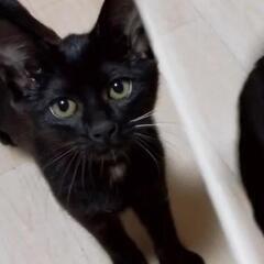 🐾7月生まれの黒猫♀「ブーちゃん」 - 里親募集