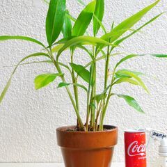 観葉植物月桃（方言名サンニン）１