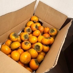 無農薬　甘柿　自家栽培　1箱(約8kg)