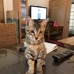 キジ猫の男の子（約９か月）茶々丸　 - 松山市