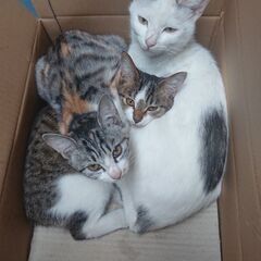 キジしろのメス猫ちゃん 約５ヶ月 − 千葉県