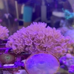サンゴ　パクパクウミアザミ①　ソフトコーラル　海水