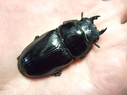 福岡県産オオクワガタ ♂80.5ミリ ♀51.2ミリ ペア