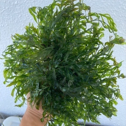 【水草】活着水草　3点