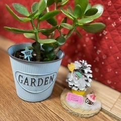 観葉植物＆手作り雑貨セット♩