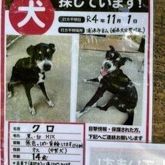 【迷い犬】老犬黒白MIX 探してます‼︎ − 沖縄県