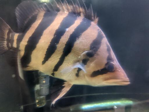 ダトニオ　左右対称バンド