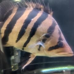 ダトニオ　左右対称バンド