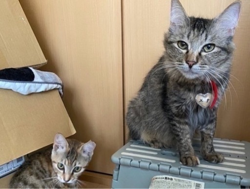 保護猫カフェスタッフ募集 経験者or獣医師資格をお持ちの方 サクラ 増尾のカフェの無料求人広告 アルバイト バイト募集情報 ジモティー