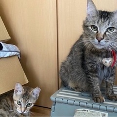 保護猫カフェスタッフ募集。経験者or獣医師資格をお持ちの方！