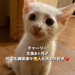 人懐っこい可愛い生後2ヶ月仔猫🐱