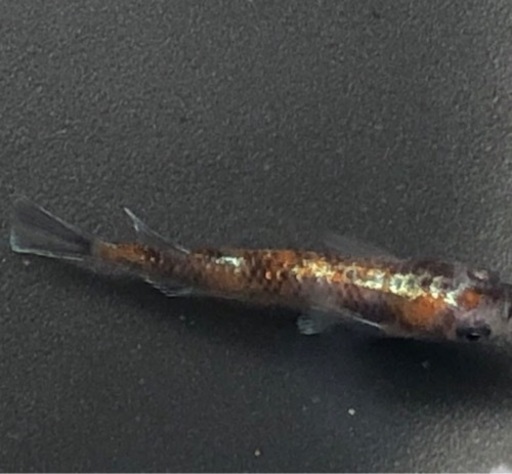 銀鱗紅玉 稚魚10匹サバンナ様より購入