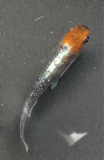 銀鱗紅玉 稚魚10匹サバンナ様より購入