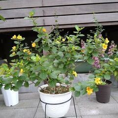 １１月１０日写真更新　イリマハワイアンプリンセスの鉢植え　残り４鉢