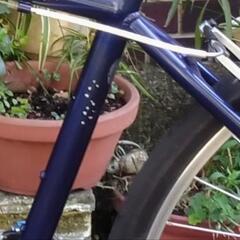 RAITEWAY(シェファードシティ)