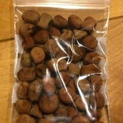 [週末限定]無農薬　ツタンカーメンの豆の自家採種の種　珍しい豆　...