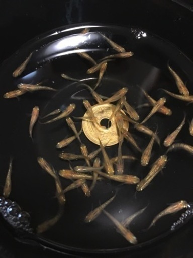 レクリス 現物 舞めだか血統 9匹