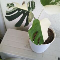 モンステラボルシギアナホワイトタイガー😊２