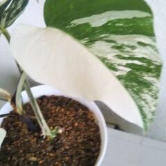 モンステラボルシギアナホワイトタイガー😊２