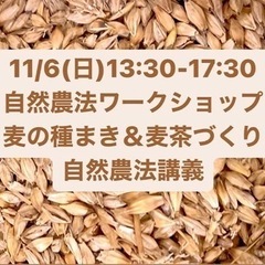 【平塚・伊勢原】11/6自然農法ワークショップ・麦の種まきと麦茶づくり