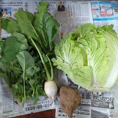 白菜とカブと野菜
