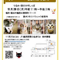 つるみ・猫のカギしっぽ譲渡会11月20日　 JR鶴見駅西口から徒...