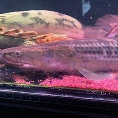 ポリプテルス　ラプエン56㎝±　ワイルド-ファミリア  familiar コート 110 美品 2way