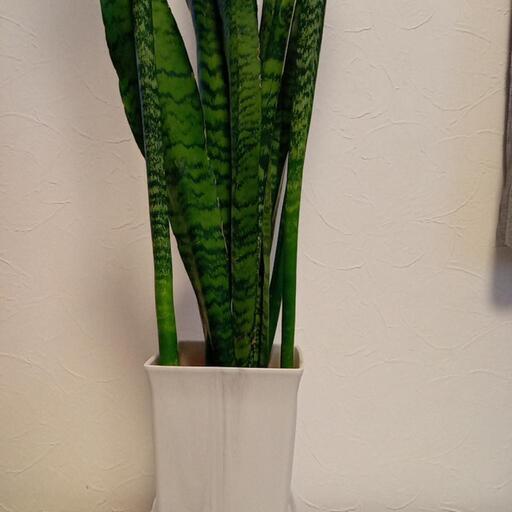 お譲り先決まりました サンスベリア 観葉植物 | ptpnix.co.id