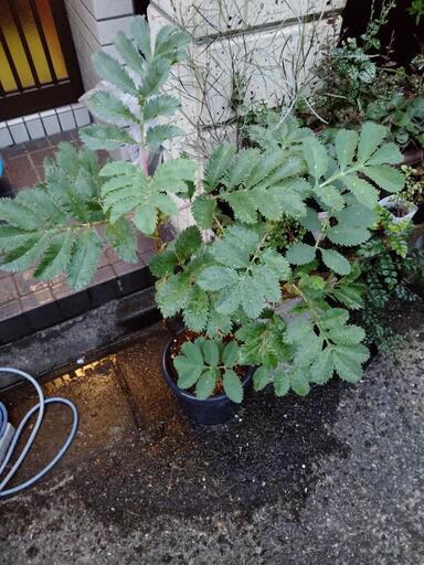 希少　メリアンサスマヨール　オージープランツ　植物　木　植木