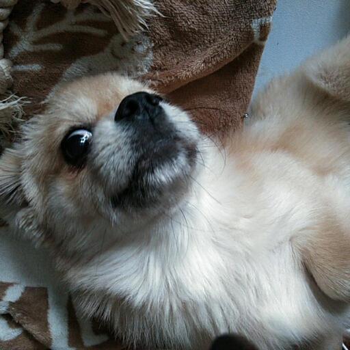 ダックスとペキニーズのミックスの女のコです 先住犬とどうしても上手く行かず里親募集に至りました まちゃこ 越谷のその他の里親募集 ジモティー