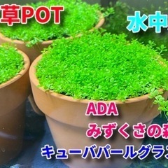 ADA みずくさの森【キューバパールグラス🍀】