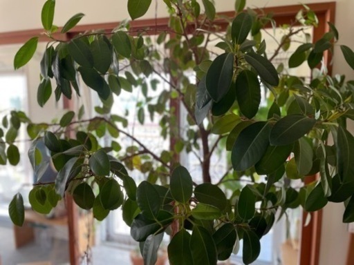 フランスゴムの木　シンボルツリー フランスゴムの木 シンボルツリー